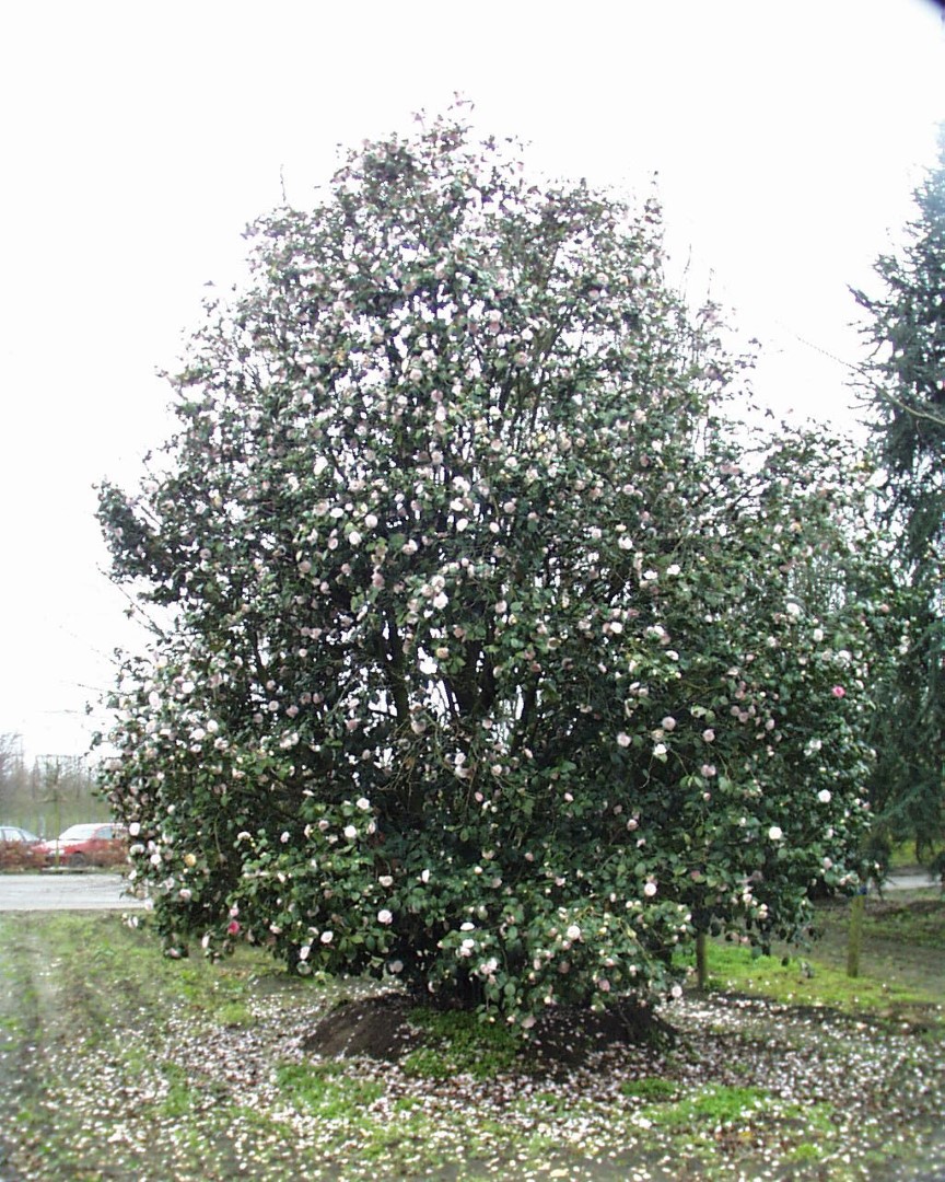 Zonder hoofd Donder Honderd jaar Camellia japonica | Camelia - Van den Berk Boomkwekerijen