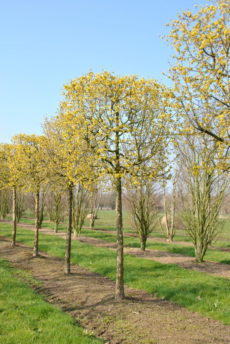 Cornus Mas Gele Kornoelje Van Den Berk Boomkwekerijen cornus-mas-gele-kornoelje-van-den-berk-boomkwekerijen