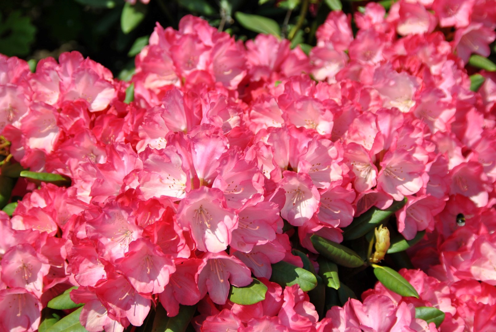 Rhododendron 'Blinklicht'  Rhododendron 'Blinklicht' - Van den