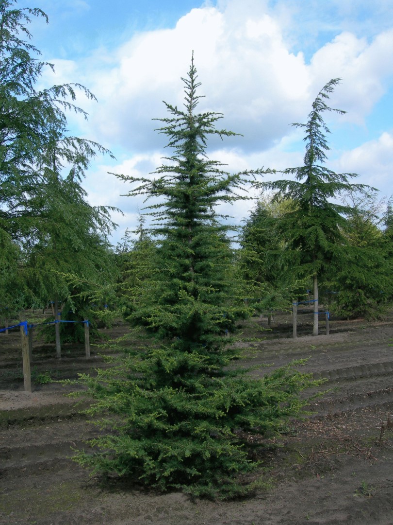 zaad Negen evalueren Cedrus libani | Libanonceder - Van den Berk Boomkwekerijen