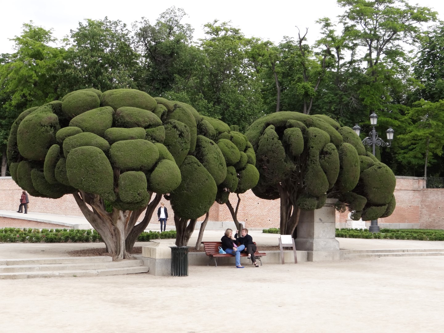 het dossier Boos worden Terminologie Cupressus sempervirens | Italiaanse cypres - Van den Berk Boomkwekerijen