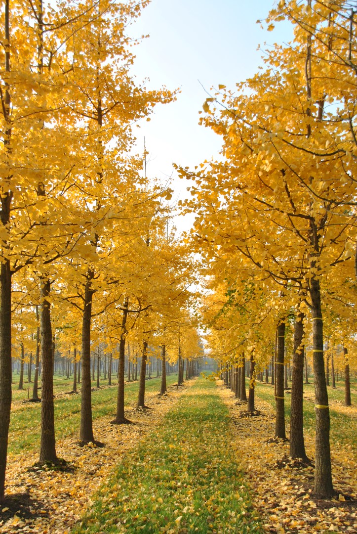 Ginkgo biloba Japanse notenboom - den Berk Boomkwekerijen