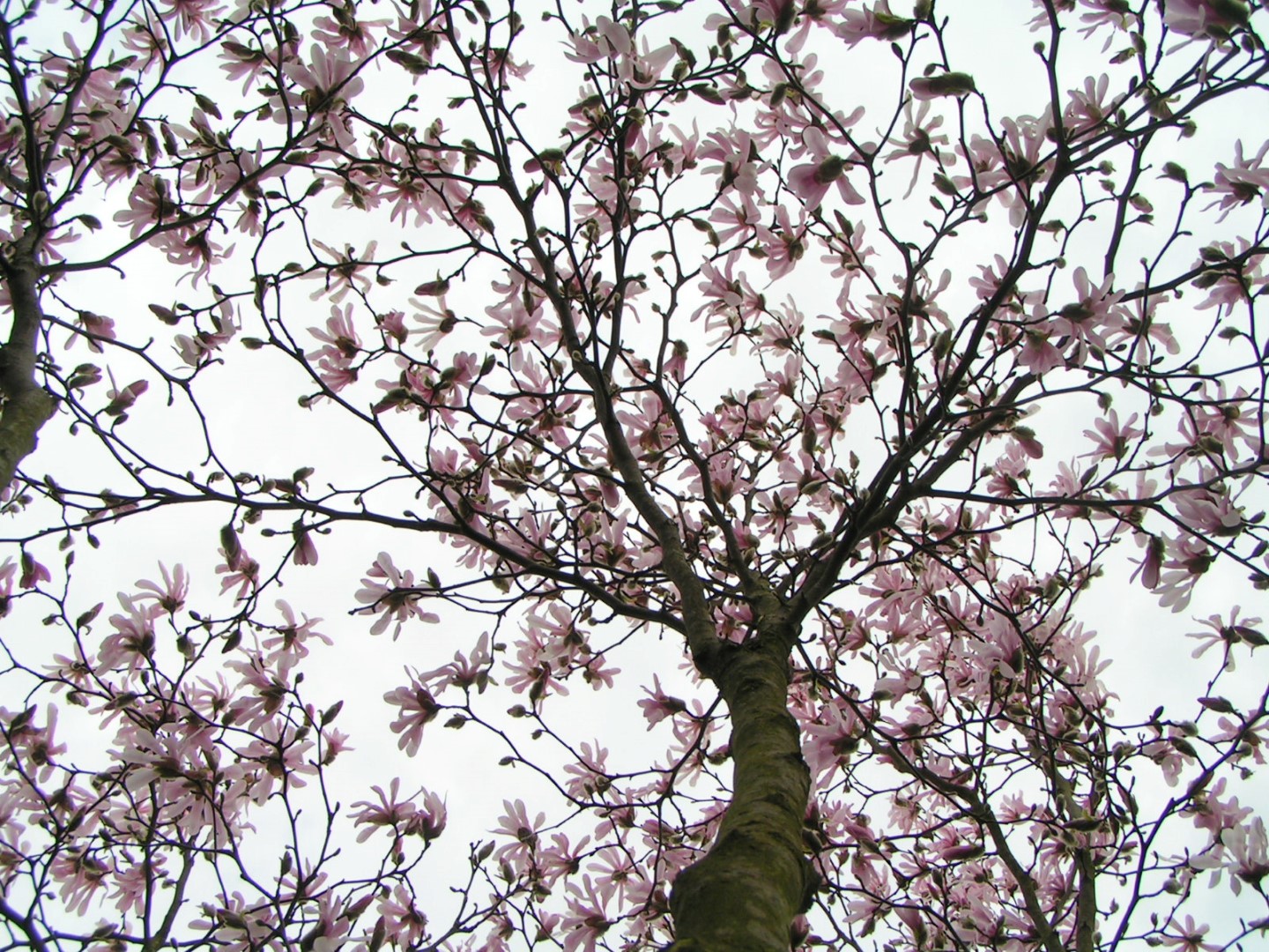 Magnolia stellata 'Rosea' | Stermagnolia (cv) - Van den Berk Boomkwekerijen