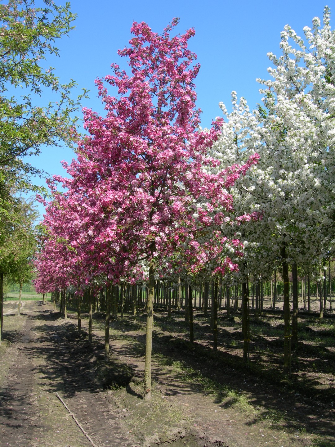 Декоративные яблони купить. Яблоня Malus Rudolph. Яблоня Недзвецкого.