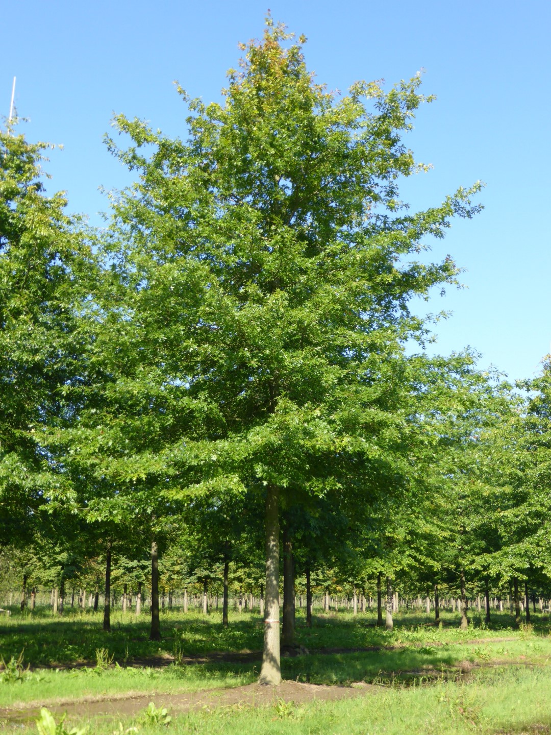 quercus