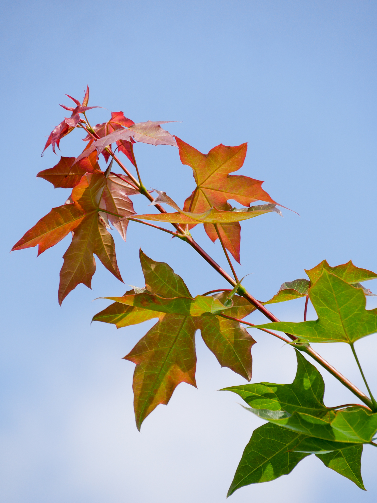 Acer Truncatum Pacific Sunset Warrenred Van Den Berk Boomkwekerijen