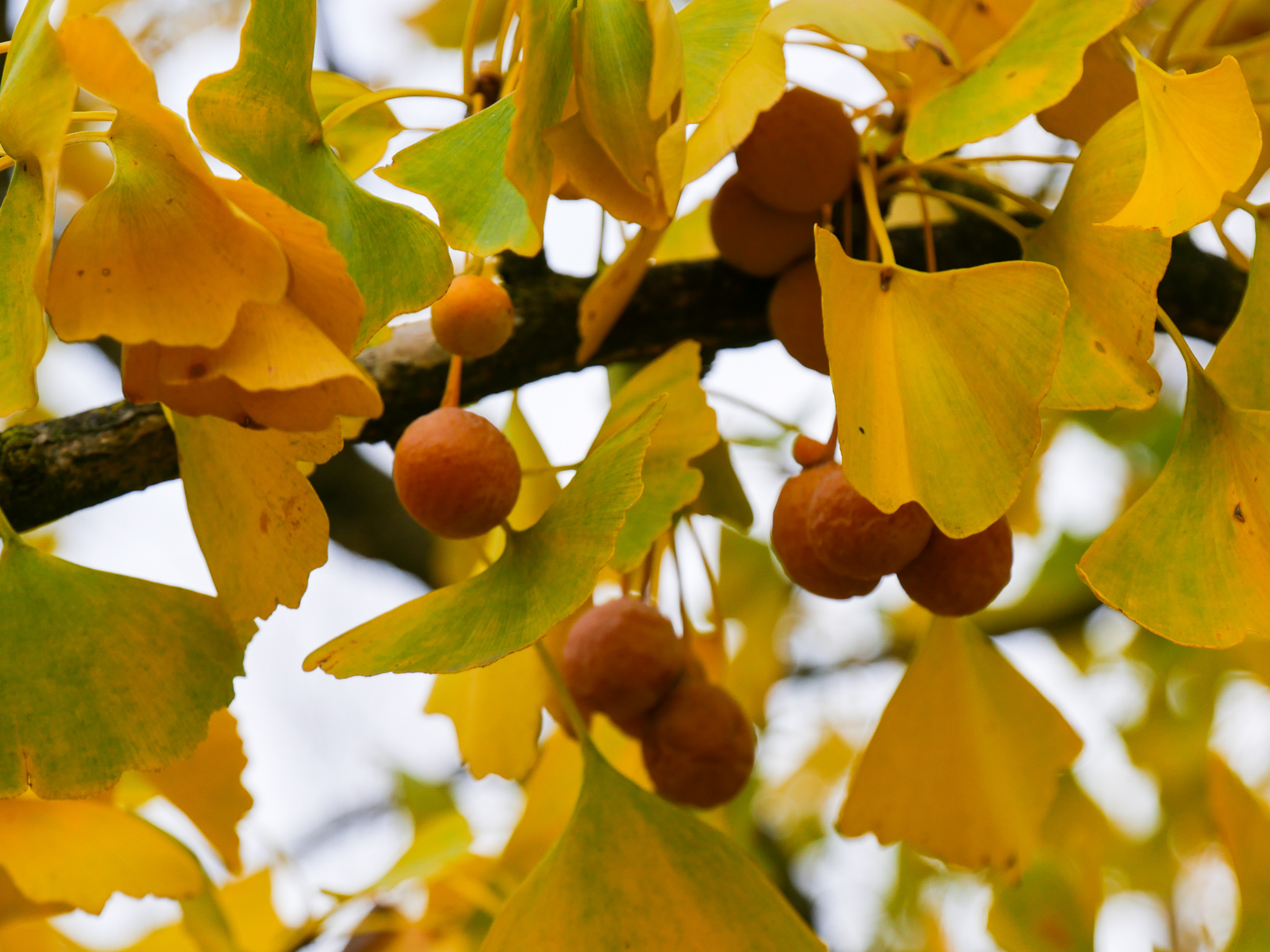 Losjes Amuseren Kritisch Ginkgo biloba | Japanse notenboom - Van den Berk Boomkwekerijen