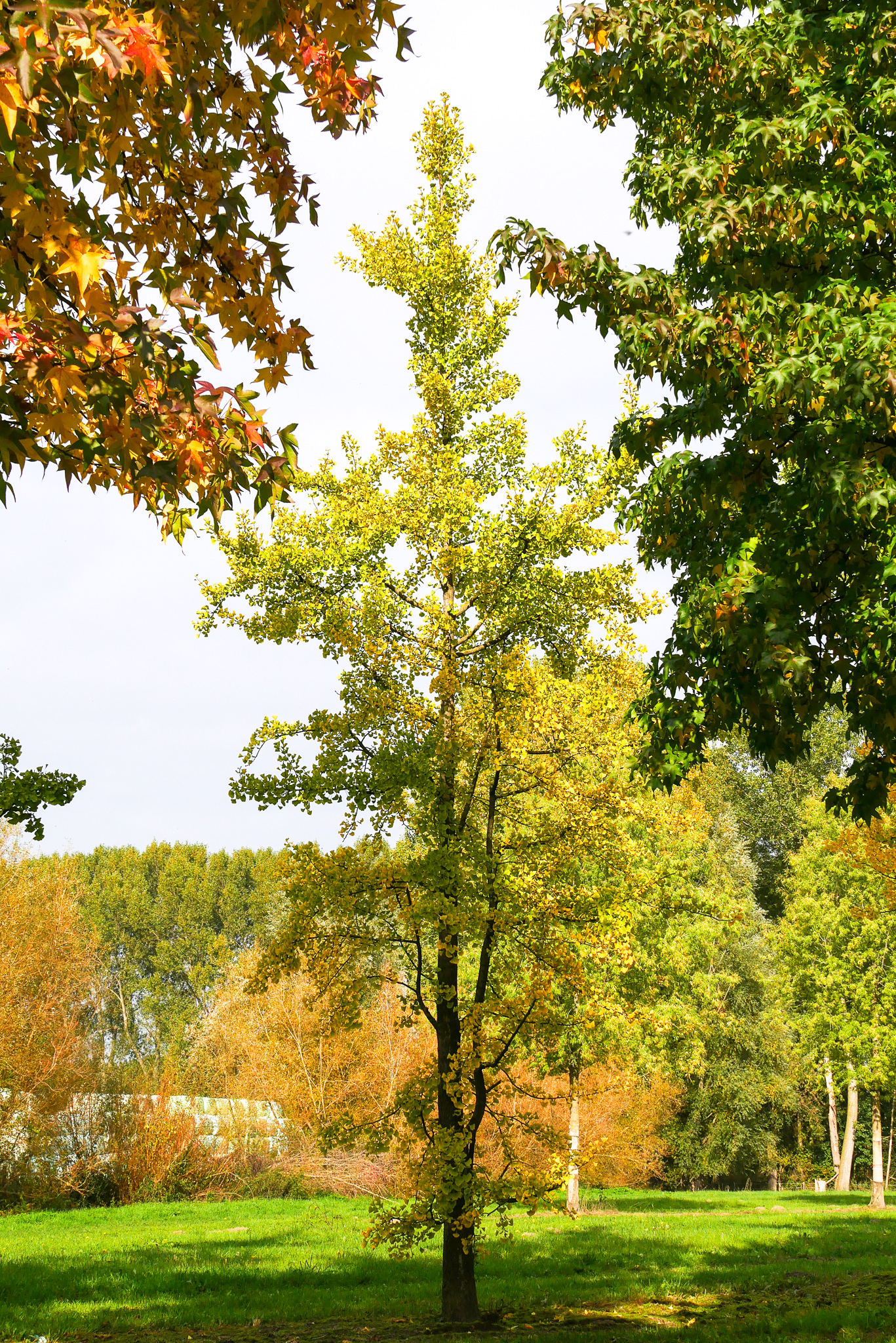 Ginkgo biloba Japanse notenboom - den Berk Boomkwekerijen