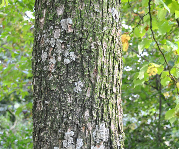 Corylus - barst