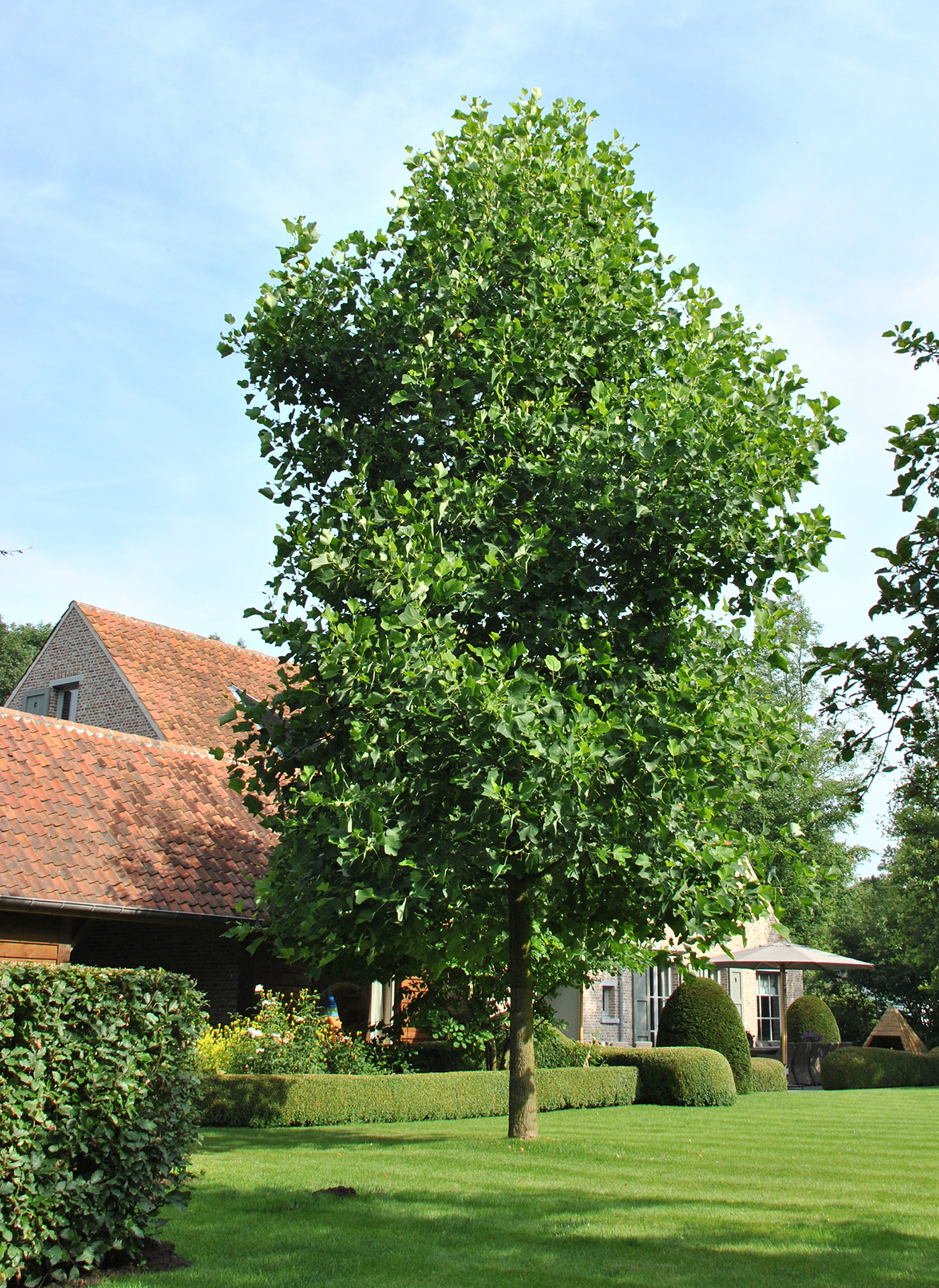 hersenen Memoriseren Extreem belangrijk Bomen en struiken die passen in de landelijke tuin