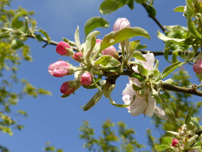 Roze sierappels