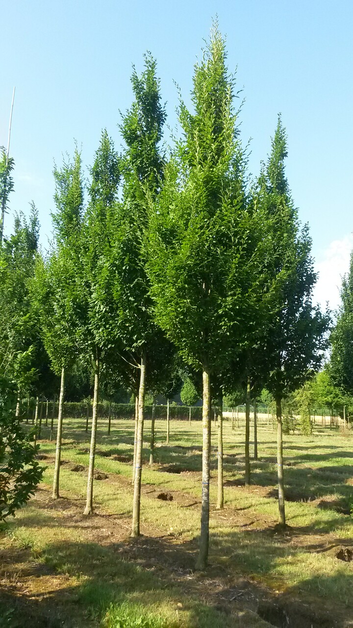 onhandig Een centrale tool die een belangrijke rol speelt Spit Zuilbomen, populaire soorten voor in de tuin