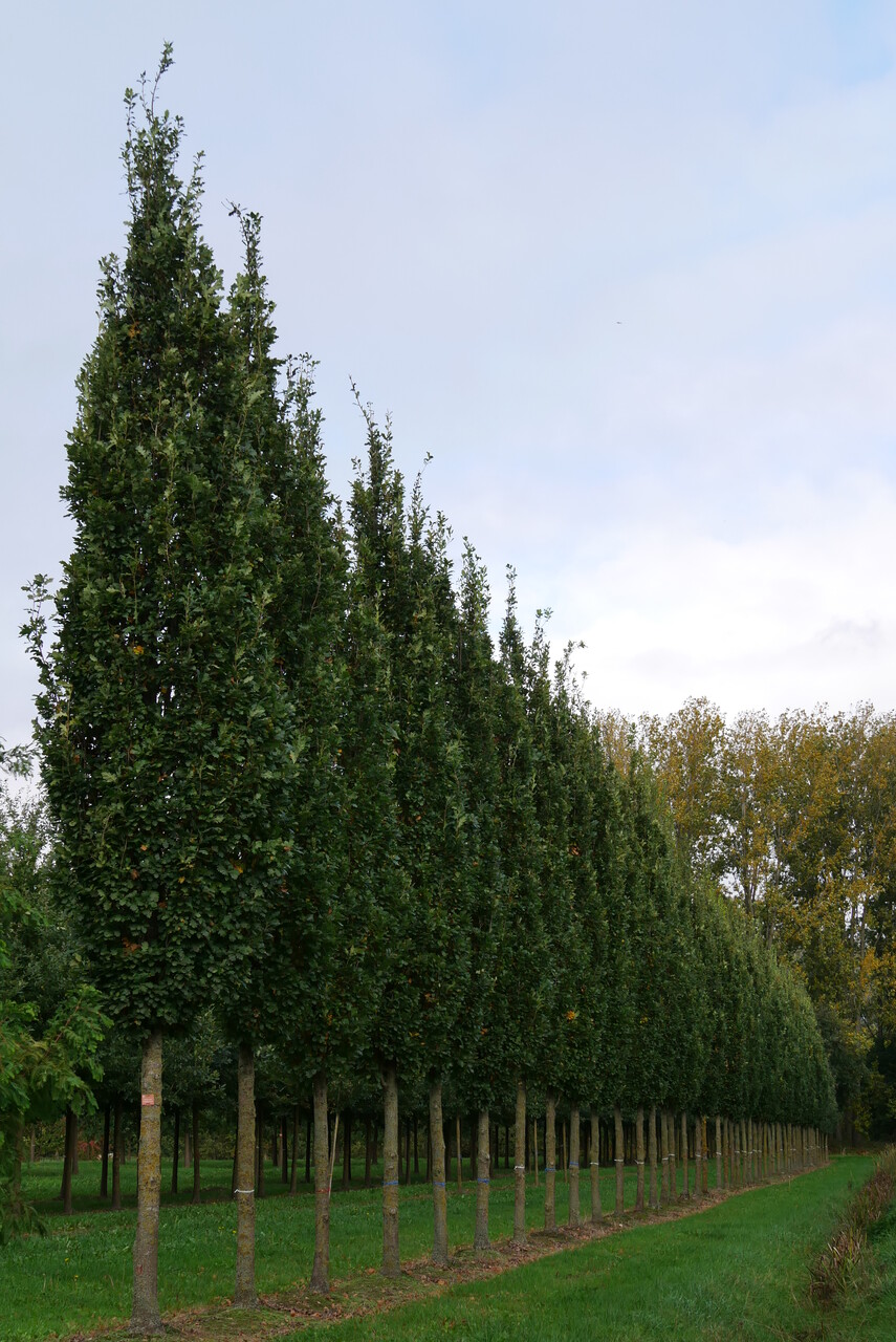 onhandig Een centrale tool die een belangrijke rol speelt Spit Zuilbomen, populaire soorten voor in de tuin