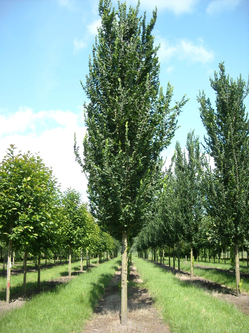 onhandig Een centrale tool die een belangrijke rol speelt Spit Zuilbomen, populaire soorten voor in de tuin