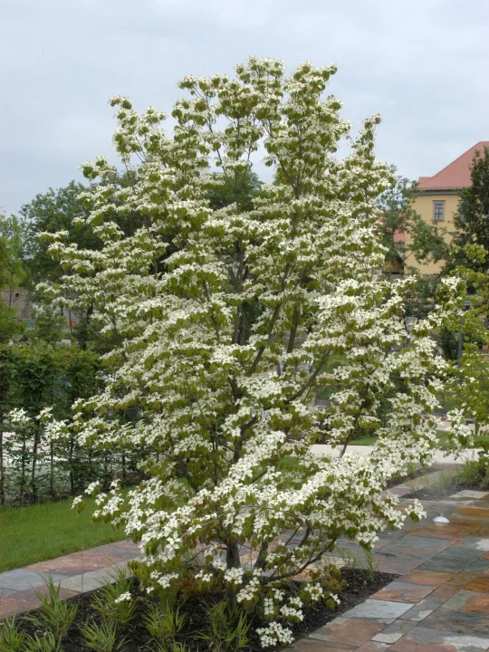 Cornus kousa var. chinensis | Japanse grootbloemige kornoelje (v) - Van