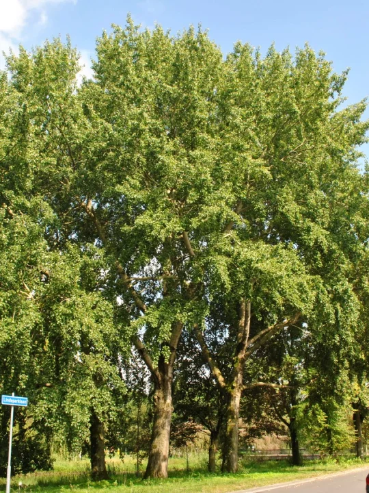Populus ×canescens | Grauwe abeel, Grijze abeel - Van den Berk ...