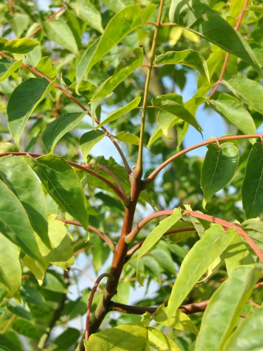 Ailanthus altissima | Hemelboom - Van den Berk Boomkwekerijen