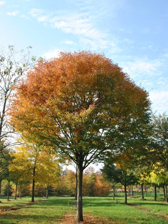 Zelkova serrata GREEN VASE ('Flekova') Japanse zelkova, Japanse