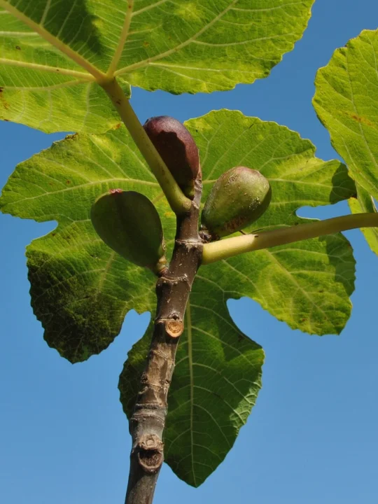 Vijgenboom (Ficus carica) hoog vertakt | Binnen 7 dagen in huis