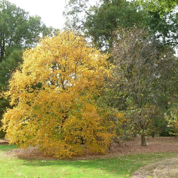 Betula alleghaniensis – Gele Berk