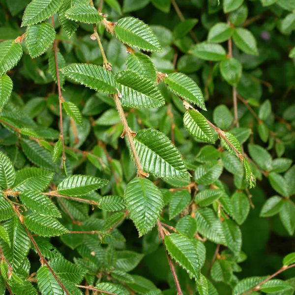 Betula delavayi subsp. potaninii