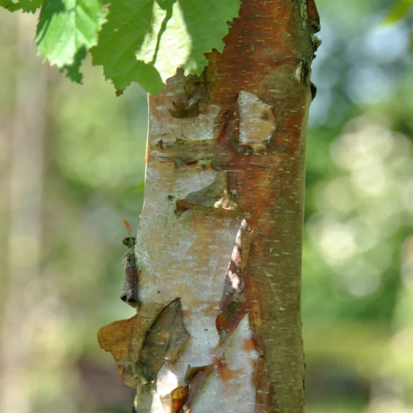Betula papyrifera – Papierberk