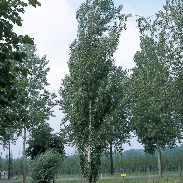Betula pendula 'Obelisk' – Zuilberk (cv)
