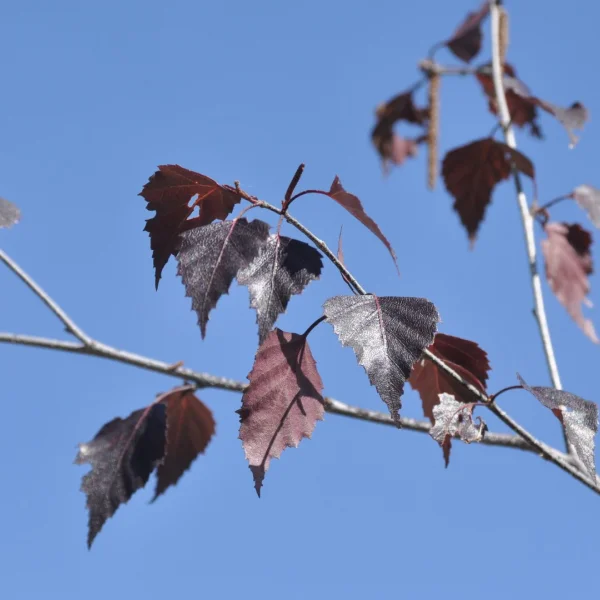 Betula pendula 'Purpurea' – Ruwe berk (cv)