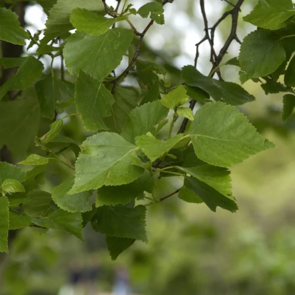 Betula platyphylla – Aziatische berk