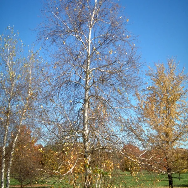 Betula populifolia 'Whitespire' – Populierbladige berk (cv)