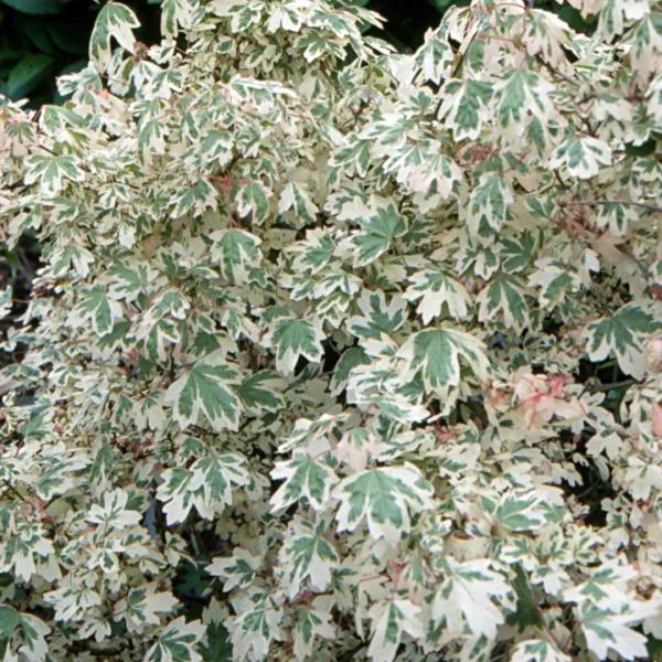 Acer campestre 'Carnival' – Veldesdoorn (cv)