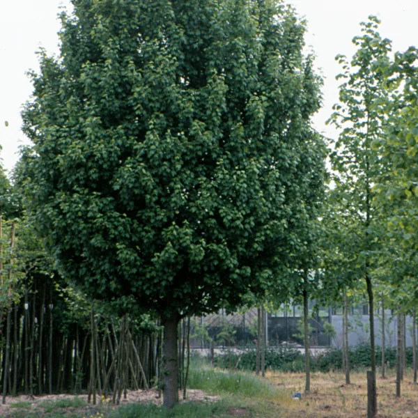 Acer campestre 'Lienco' – Veldesdoorn (cv)