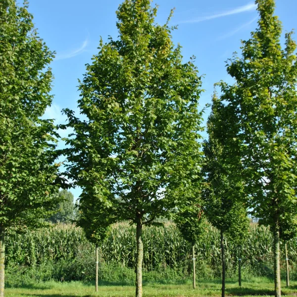 Carpinus betulus 'A. Beeckman' – Haagbeuk (cv)