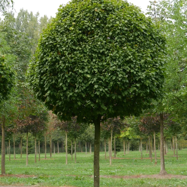 Carpinus betulus 'Columnaris' – Haagbeuk (cv)