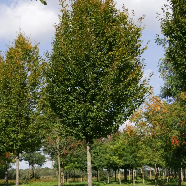 Carpinus betulus 'Frans Fontaine' – Haagbeuk (cv)