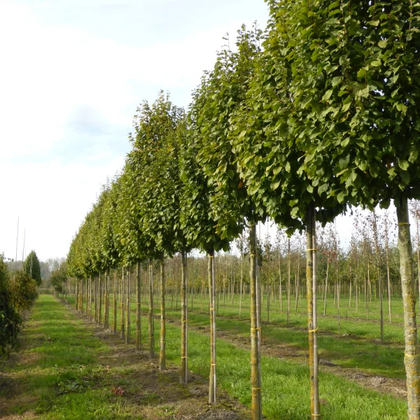 Carpinus betulus 'Nord'
