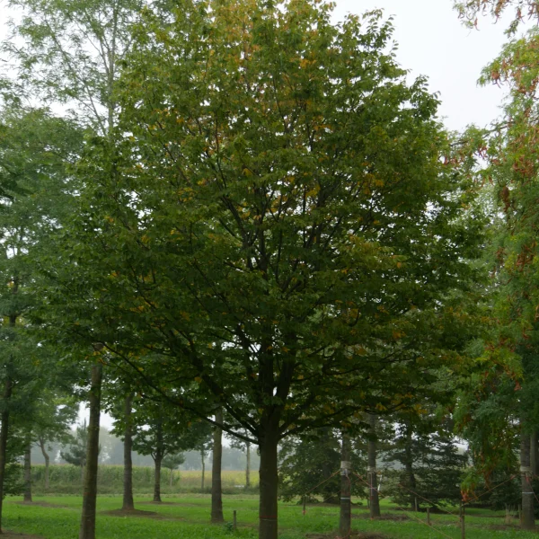 Carpinus betulus 'Purpurea' – Haagbeuk (cv)