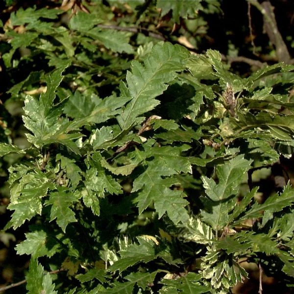 Carpinus betulus 'Quercifolia' – Eikbladige haagbeuk