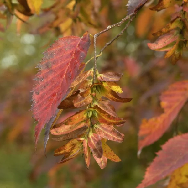 Carpinus caroliniana – Amerikaanse haagbeuk