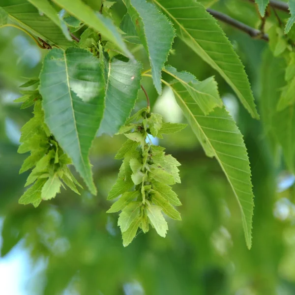 Carpinus polyneura