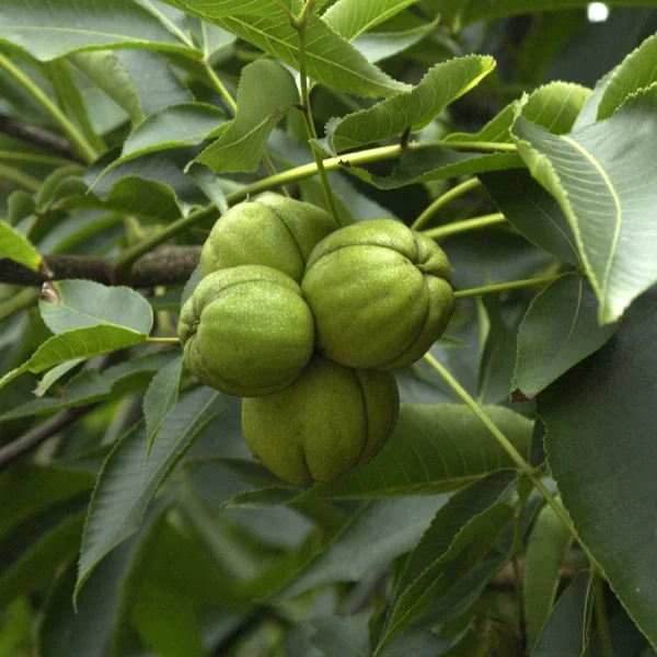 Carya ovata – Witte bitternoot