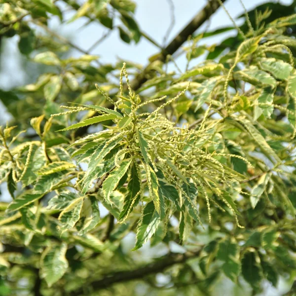 Castanea sativa 'Albomarginata' – Tamme kastanje (cv)