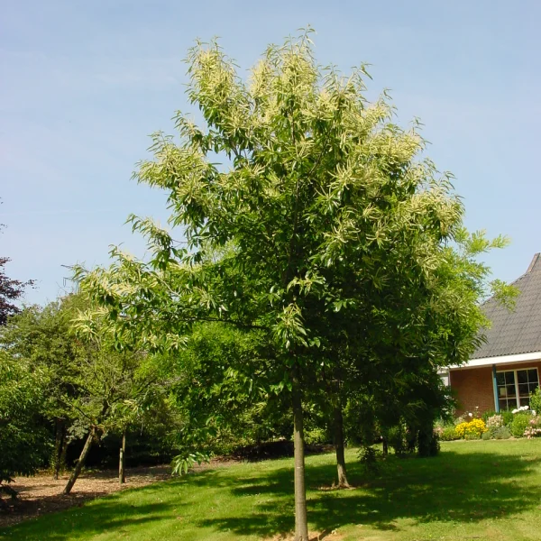 Castanea sativa 'Glabra' – Tamme kastanje (cv)