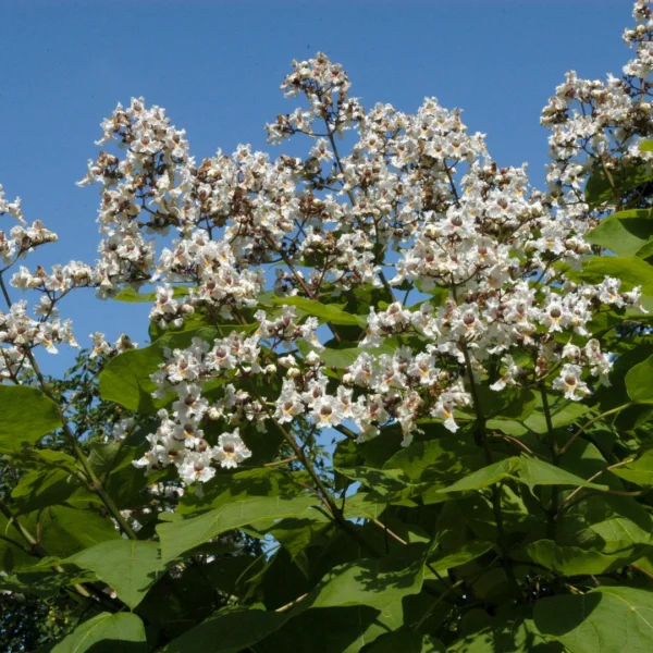 Catalpa ×erubescens – Purperbladige trompetboom