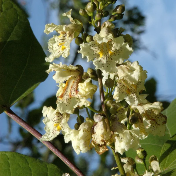 Catalpa ovata – Gele trompetboom