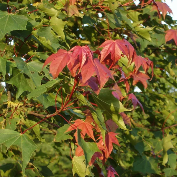 Acer cappadocicum var. tricaudatum – Kolchische esdoorn (v)