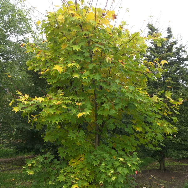 Acer cappadocicum 'Aureum' – Kolchische esdoorn (cv)