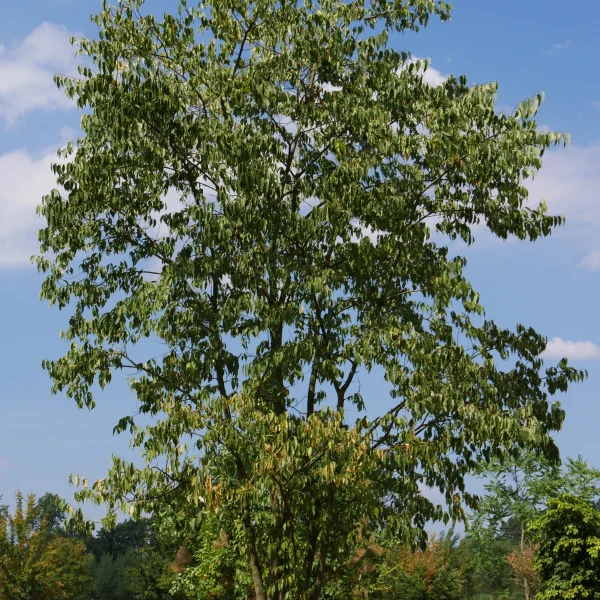 Celtis australis – Oosterse netelboom, Europese netelboom