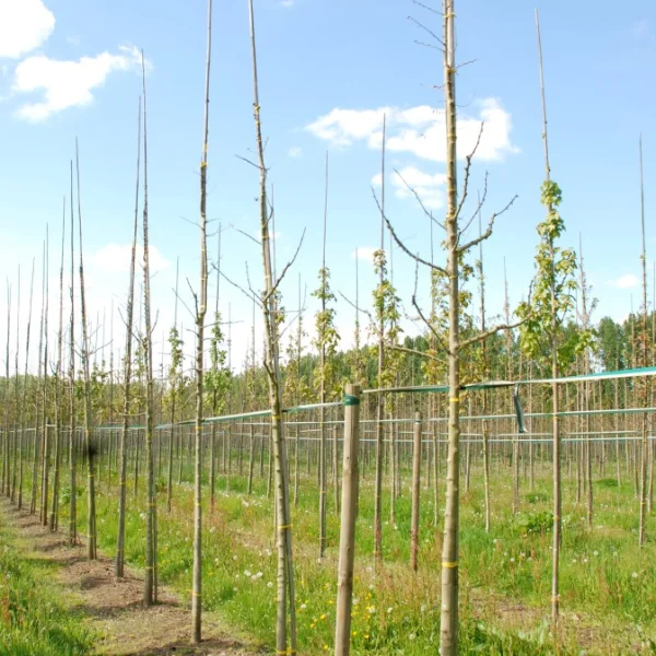 Celtis biondii