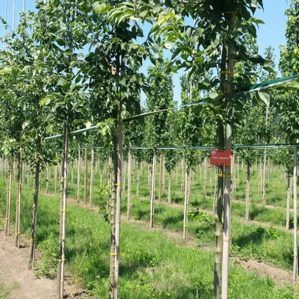 Celtis caucasica – Kaukasische netelboom